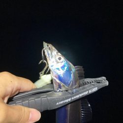 タチウオ、マルアジ