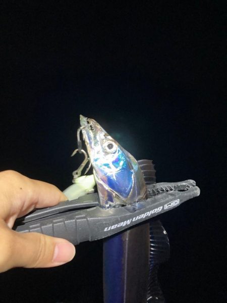 タチウオ、マルアジ