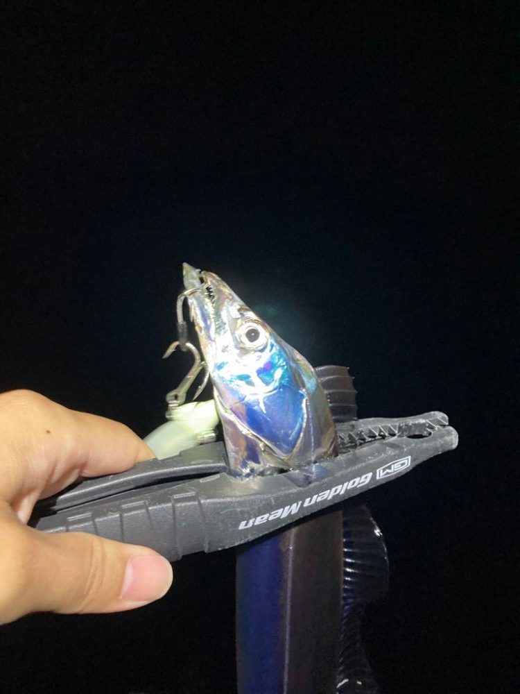 タチウオ、マルアジ