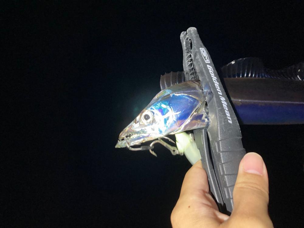 タチウオ、マルアジ