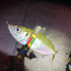 ちょい渋でした