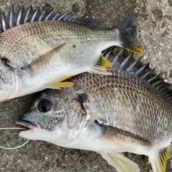 おチヌさん活性高いです