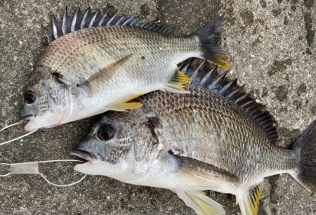 おチヌさん活性高いです