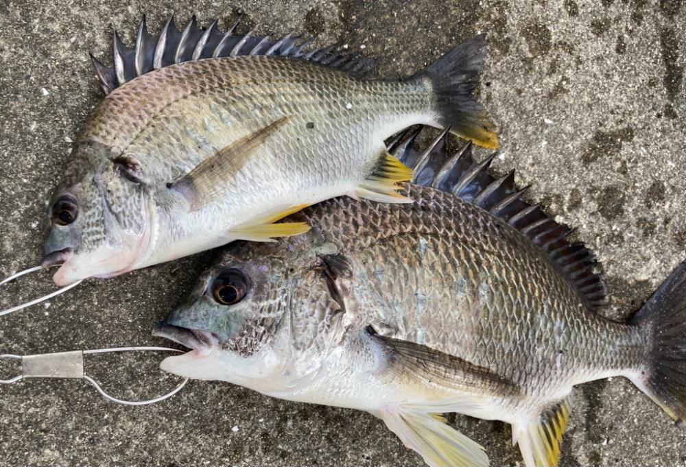 おチヌさん活性高いです