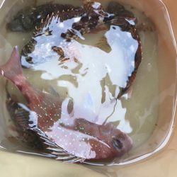 ガシラリベンジ！