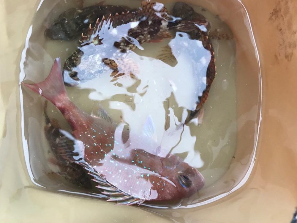 ガシラリベンジ！