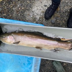 高島の泉さんでエリアトラウト
