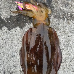 春イカ後半戦！！