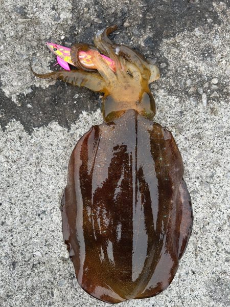 春イカ後半戦！！