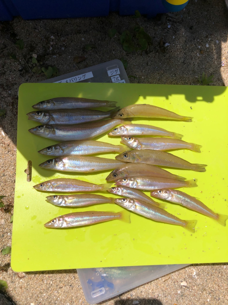 餌取りなしで安心の釣果