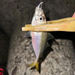 大雨後のライトゲーム