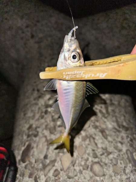 大雨後のライトゲーム