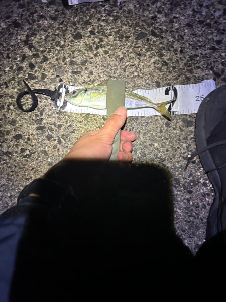 アジングと空飛ぶフグ