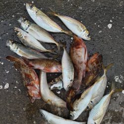 久しぶりのサビキ