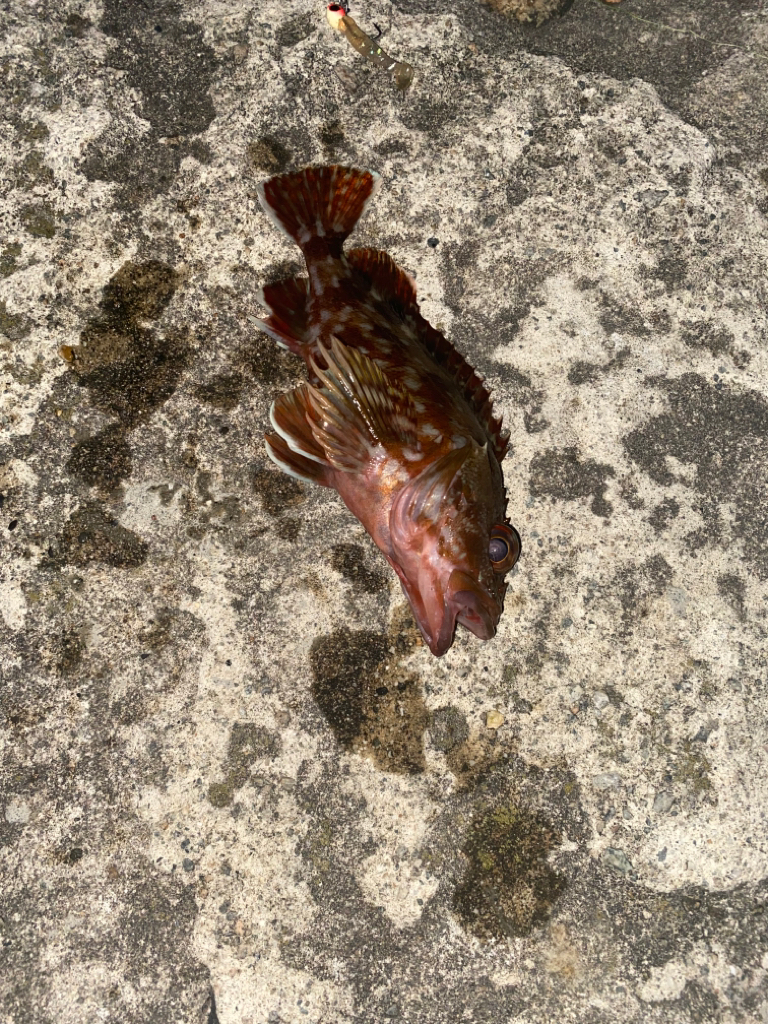 カサゴ　キジハタ