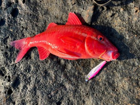 新製品ジャックアイマキピタ【8月発売予定】…