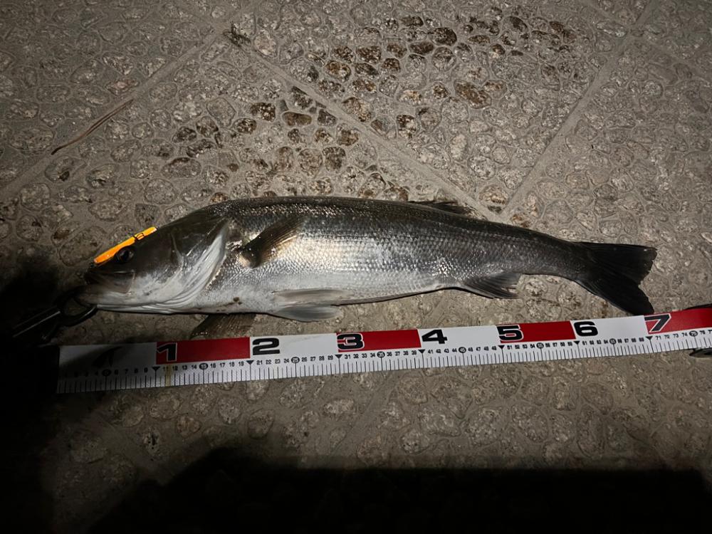 銀ピカファイター