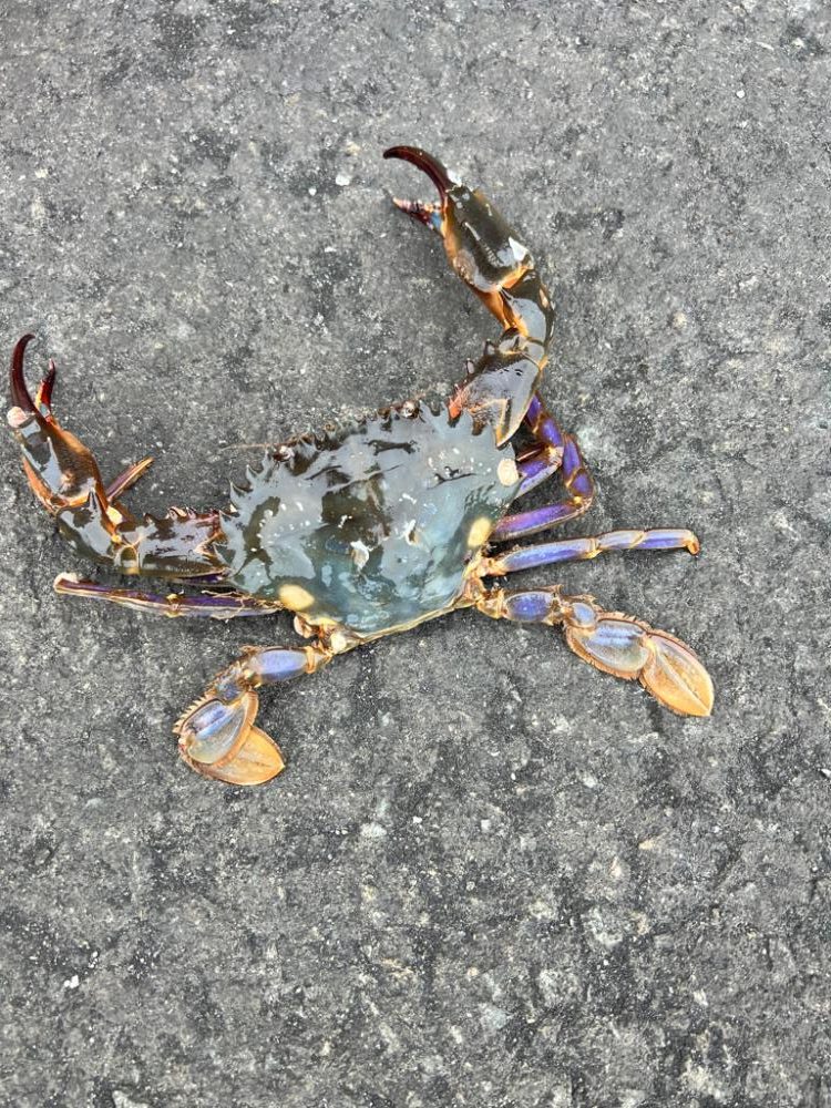 ライトなビッグゲーム