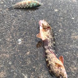 土曜の朝からのんびり釣り♪