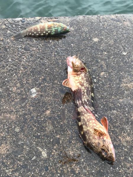 土曜の朝からのんびり釣り♪