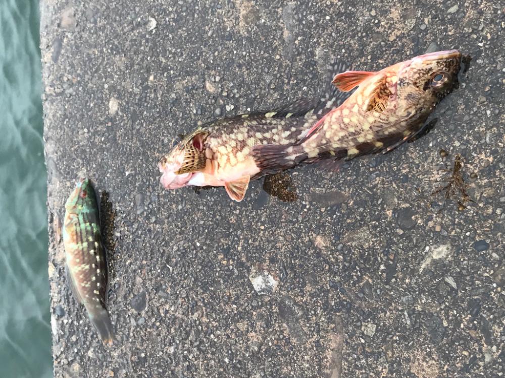 土曜の朝からのんびり釣り♪