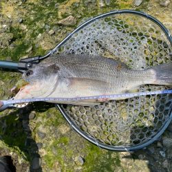 チニング  淀川　夏爆までもう少し