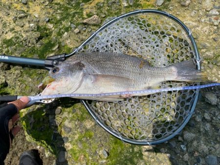 チニング  淀川　夏爆までもう少し