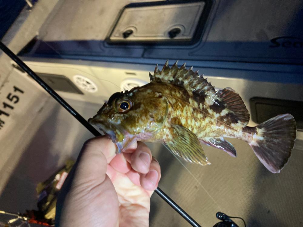 ボートメバリング