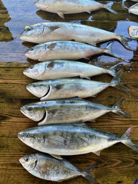 海上釣り堀　あなたに逢い鯛釣り堀　青物コー…