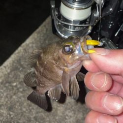 雨の合間にメバリング