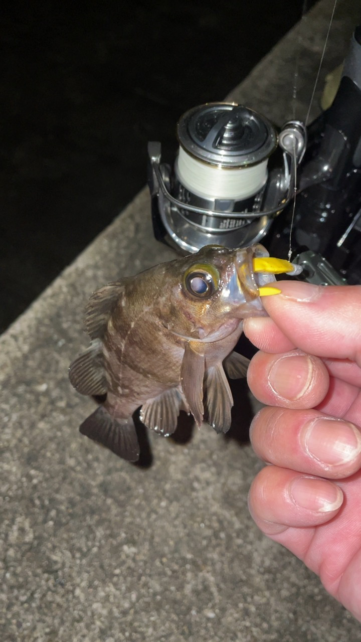 雨の合間にメバリング