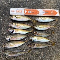 今期初アジング