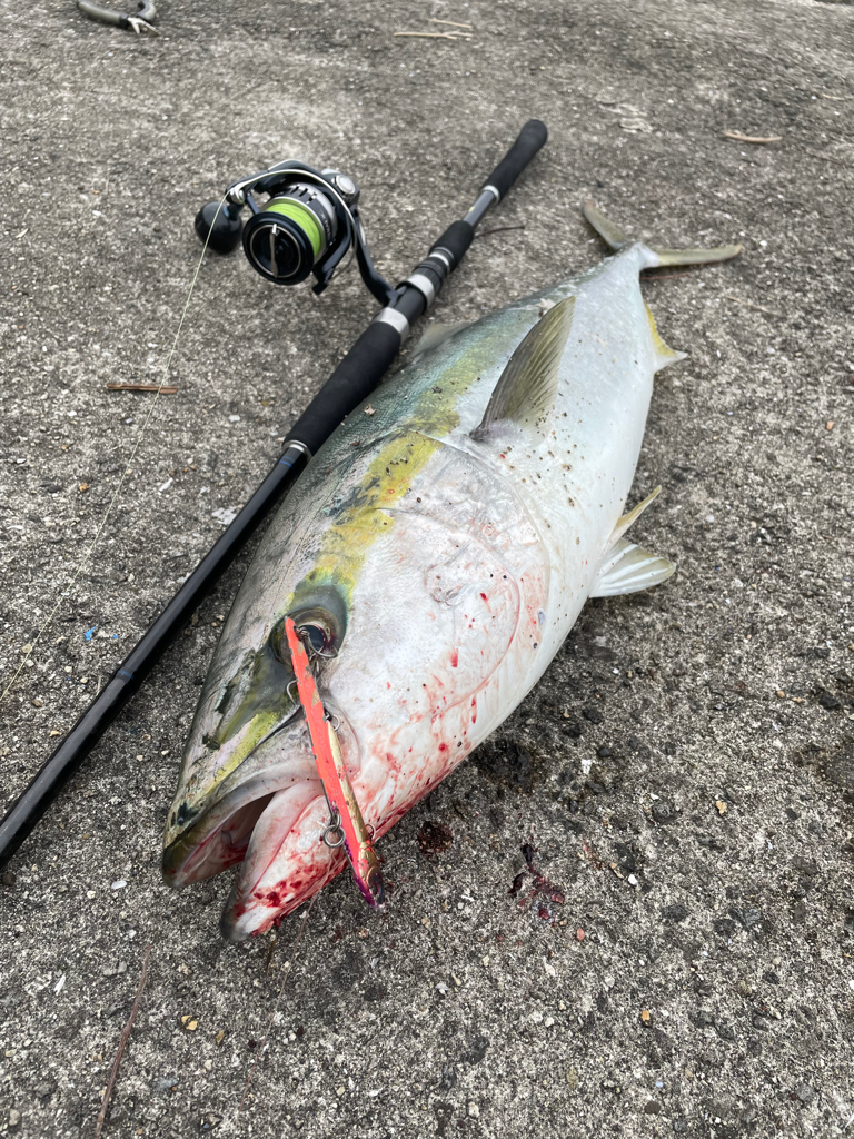 大出遅れも、今季初ブリ