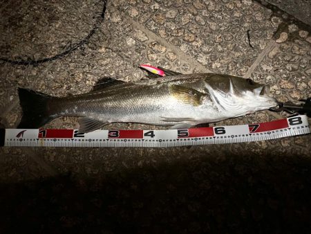 ほぼランカー捕獲！