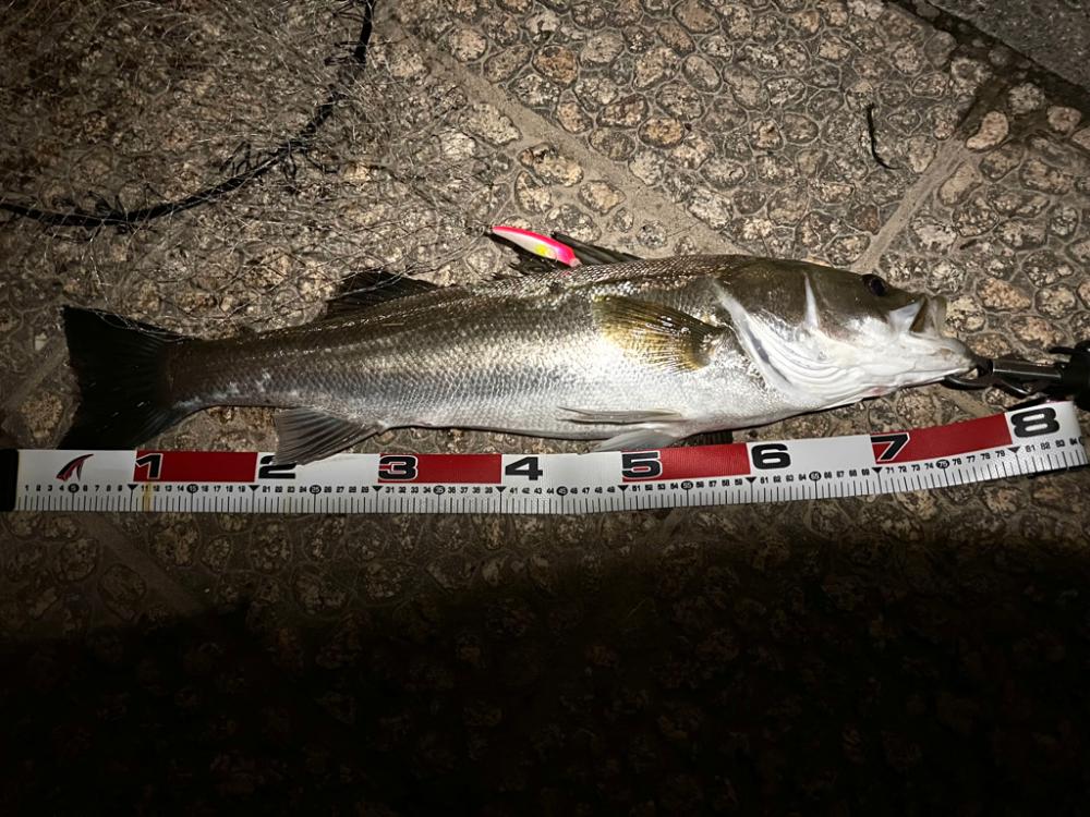 ほぼランカー捕獲！