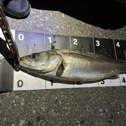 急に渋くなった!