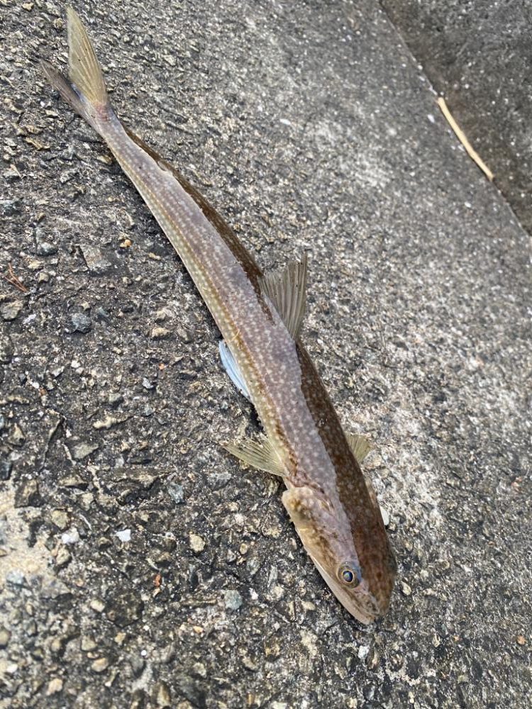 まさかのアナゴ！