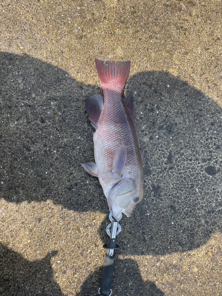 タンコブゲーム!!