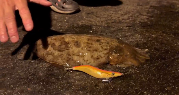 初青海島ナイトエギング!