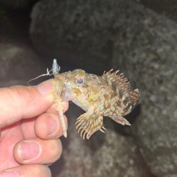 夜ライトゲーム