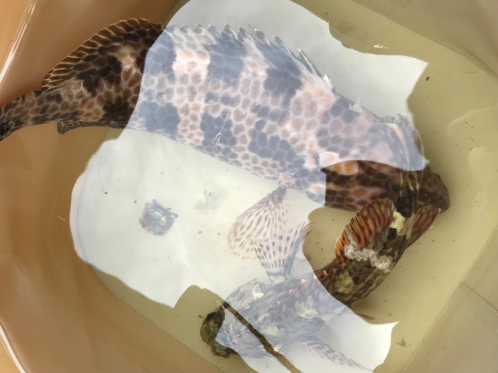 根魚釣り♪