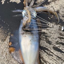 ヤエンシーズン終了