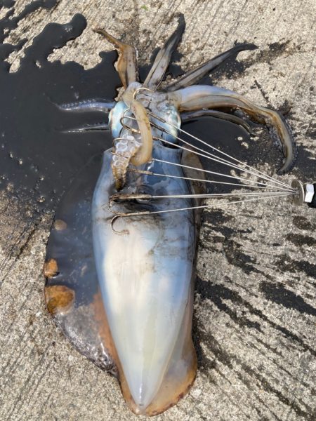 ヤエンシーズン終了