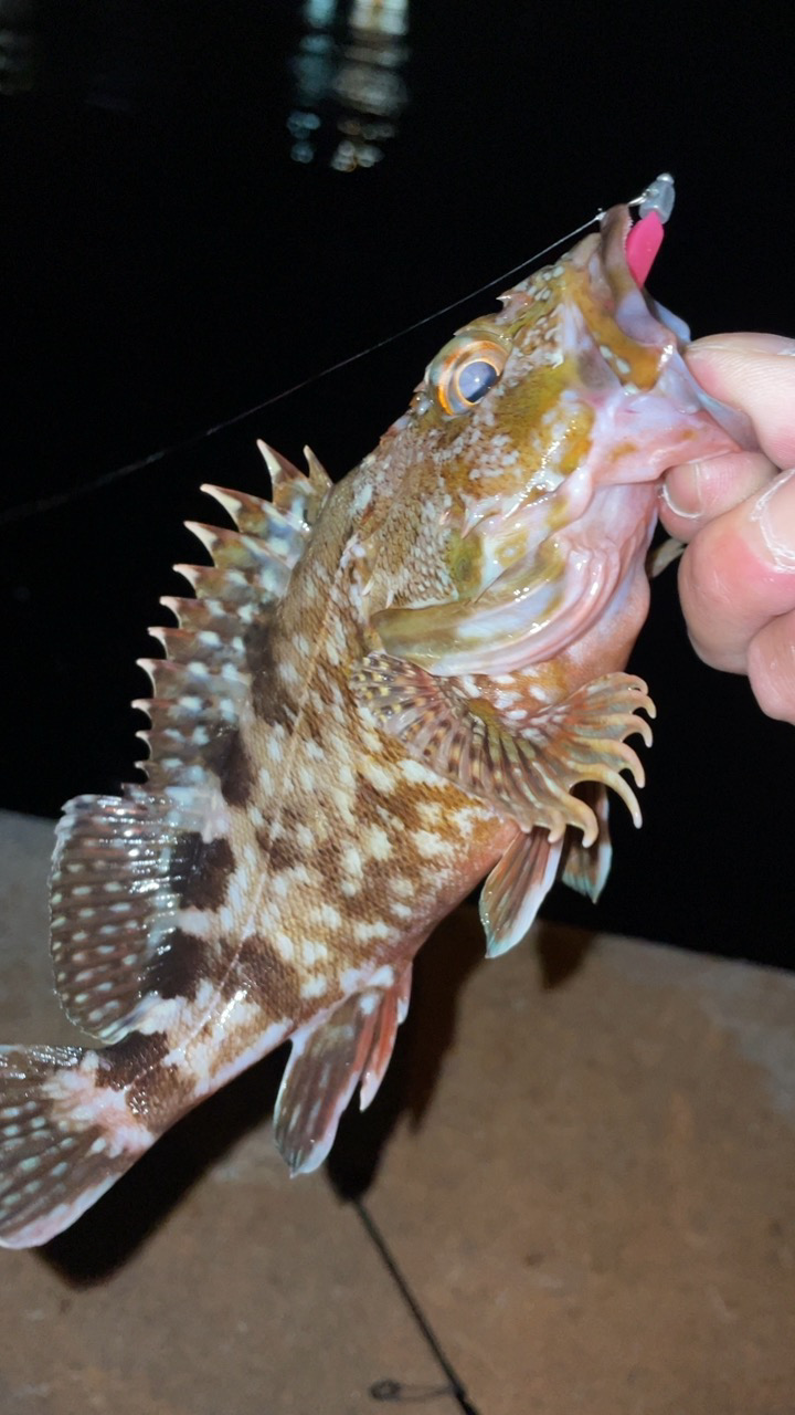 水潮メバリング