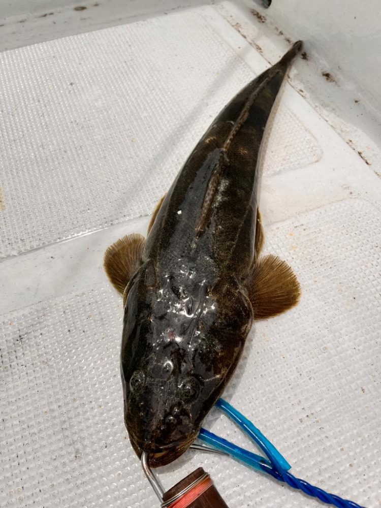 アジ泳がせ釣り