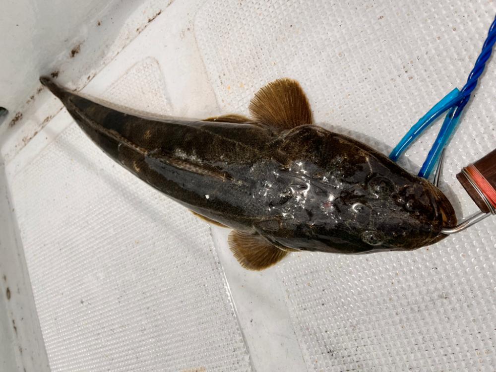 アジ泳がせ釣り