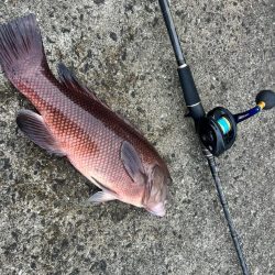 炎天下の中の化け物狙い