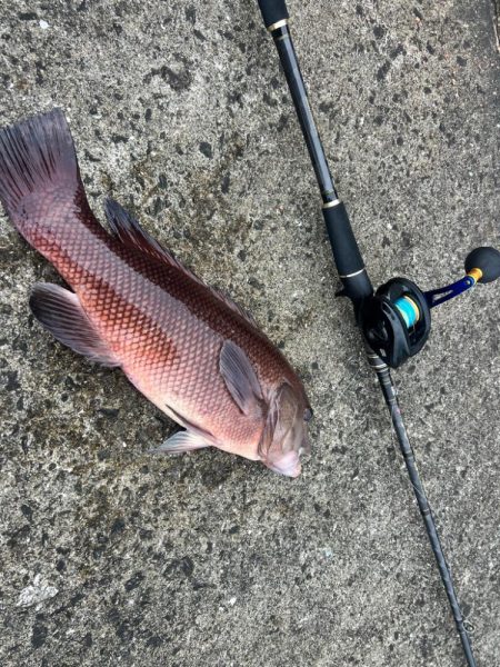 炎天下の中の化け物狙い