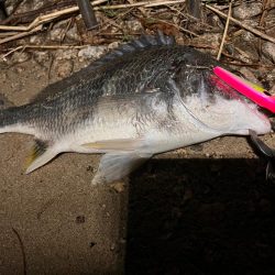 マイクロベイト