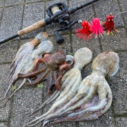 ライバル多過ぎな中。何とか5蛸。。